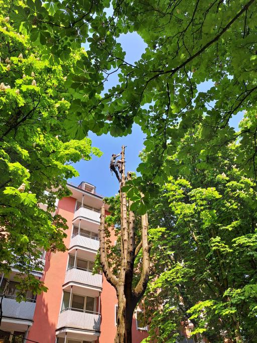 Galeriebild Baumkletterer