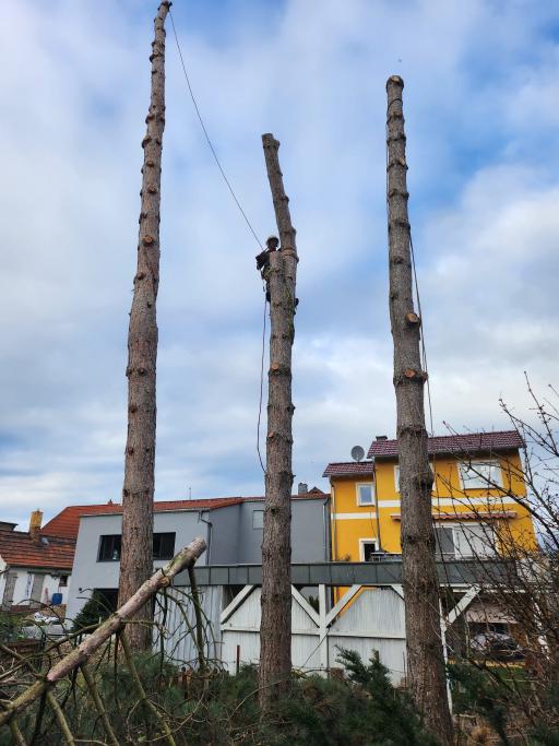 Galeriebild Baumkletterer