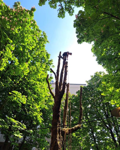 Galeriebild Baumkletterer