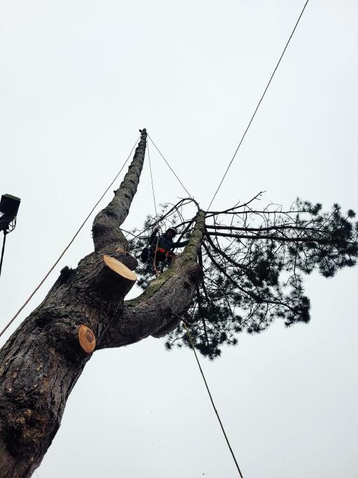 Galeriebild Baumkletterer