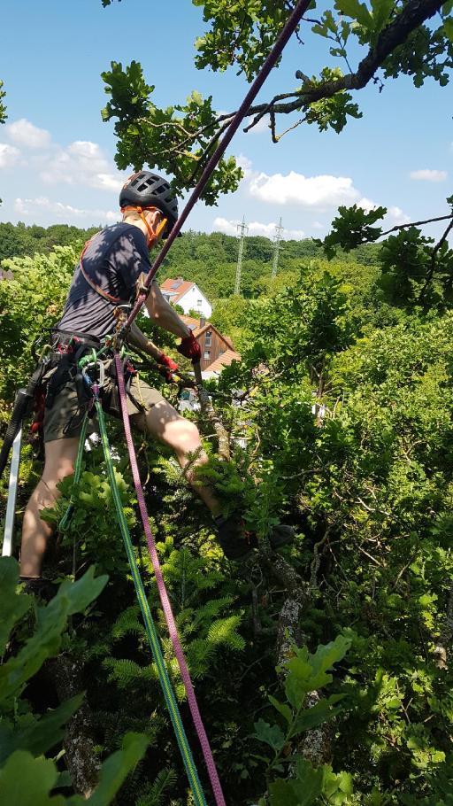 Galeriebild Baumkletterer