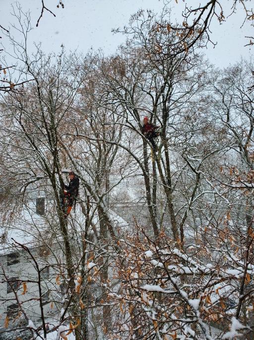 Galeriebild Baumkletterer