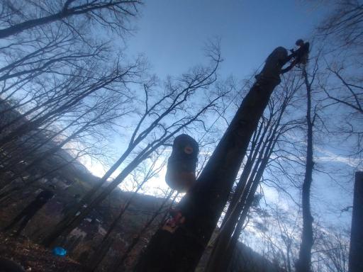 Galeriebild Baumkletterer