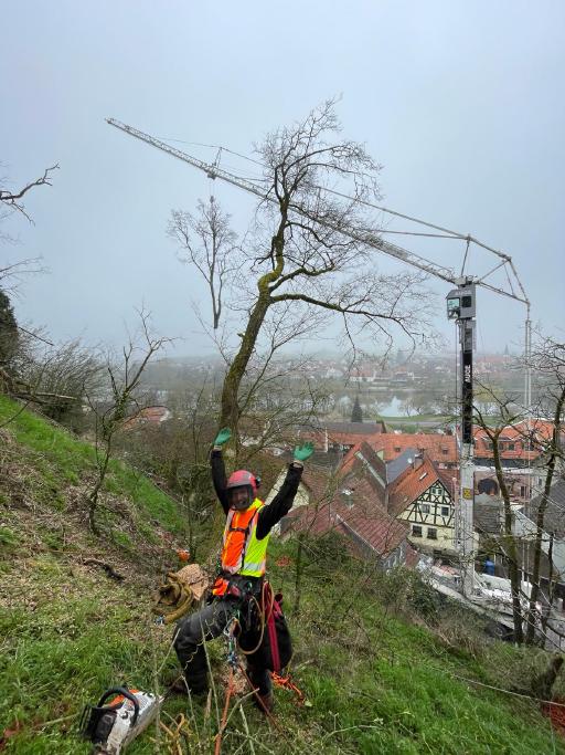 Galeriebild Baumkletterer