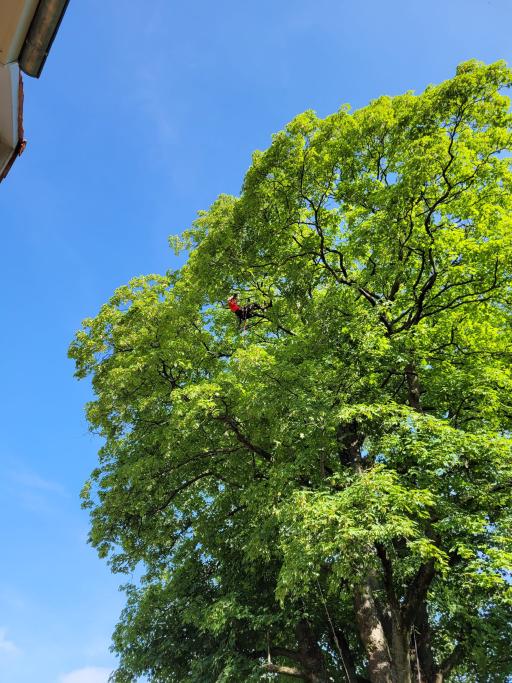 Galeriebild Baumkletterer