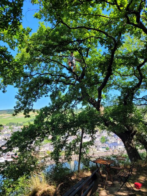 Galeriebild Baumkletterer