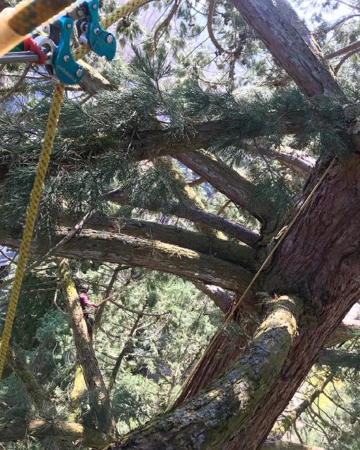 Galeriebild Baumkletterer