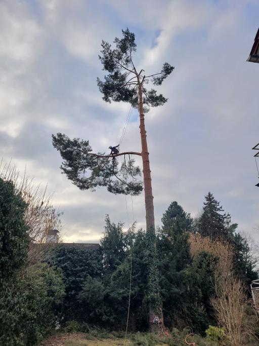 Galeriebild Baumkletterer