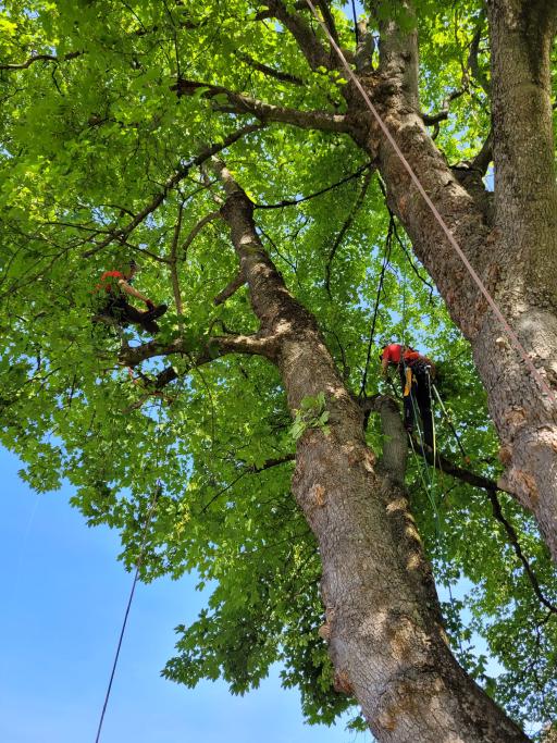 Galeriebild Baumkletterer