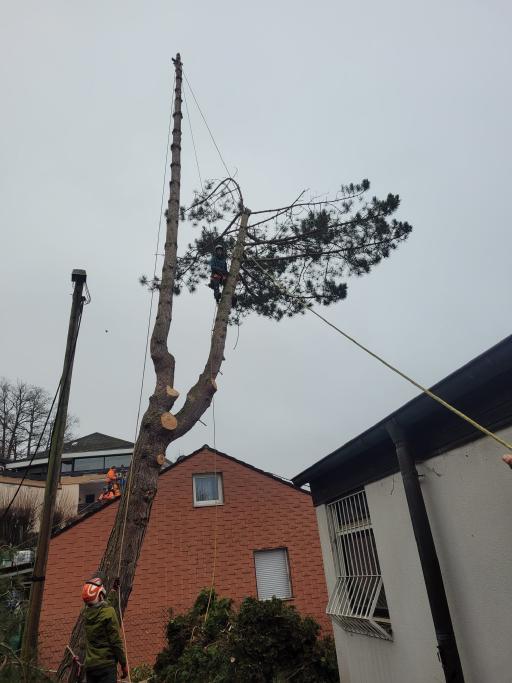 Galeriebild Baumkletterer