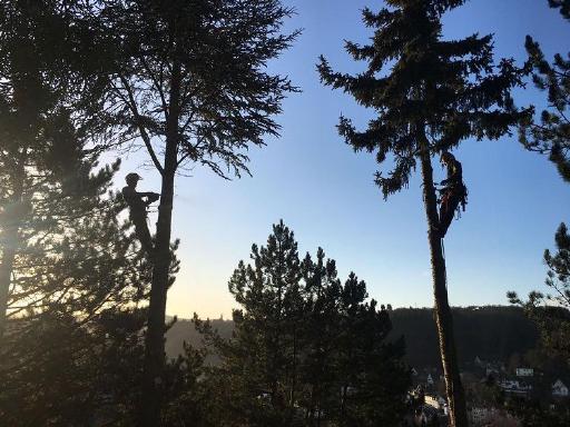 Galeriebild Baumkletterer