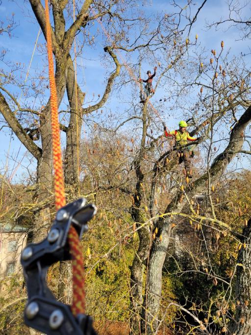 Galeriebild Baumkletterer