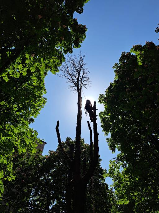 Galeriebild Baumkletterer