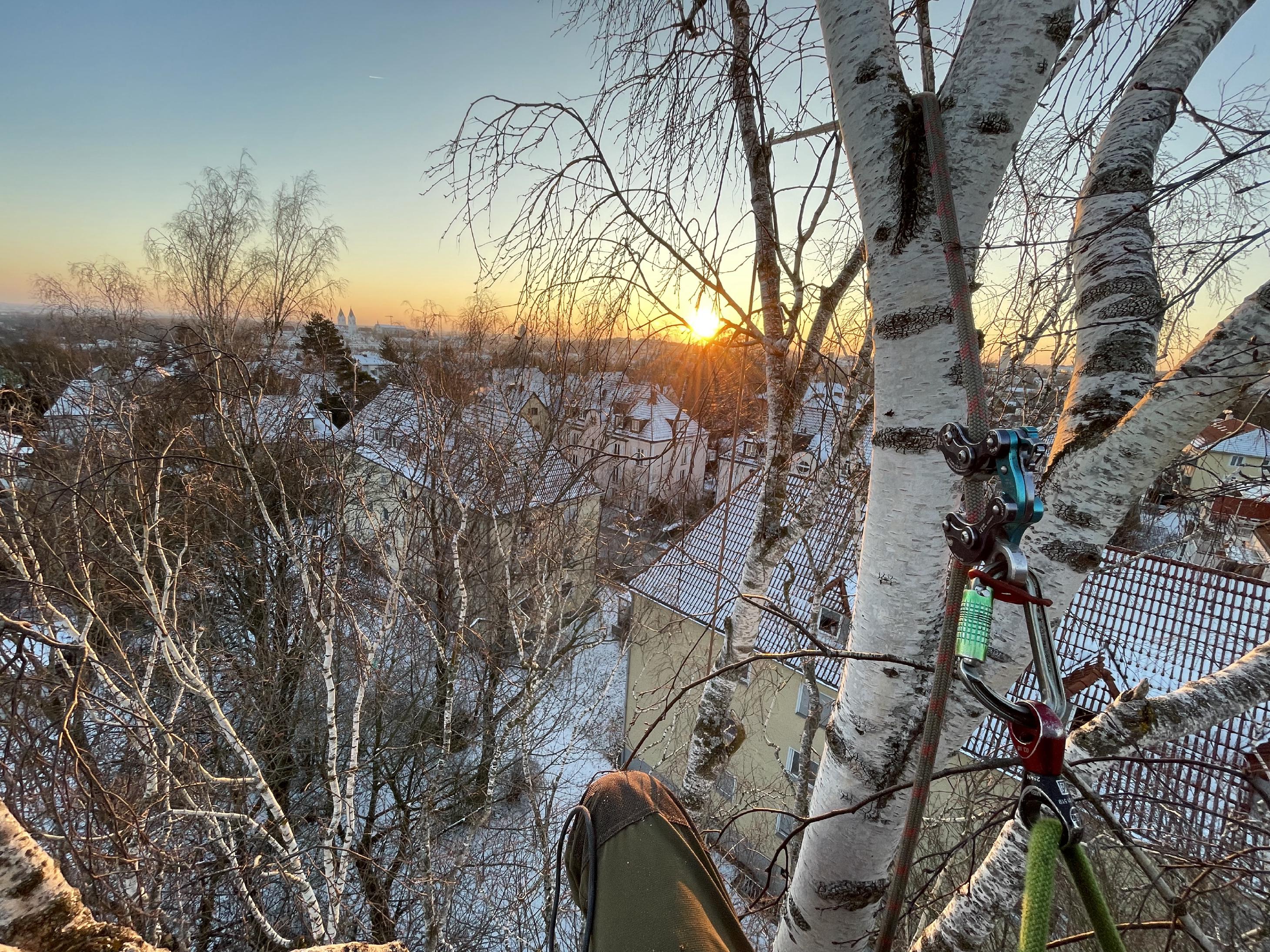Baumkletterer im Winter mit Sonnenuntergang
