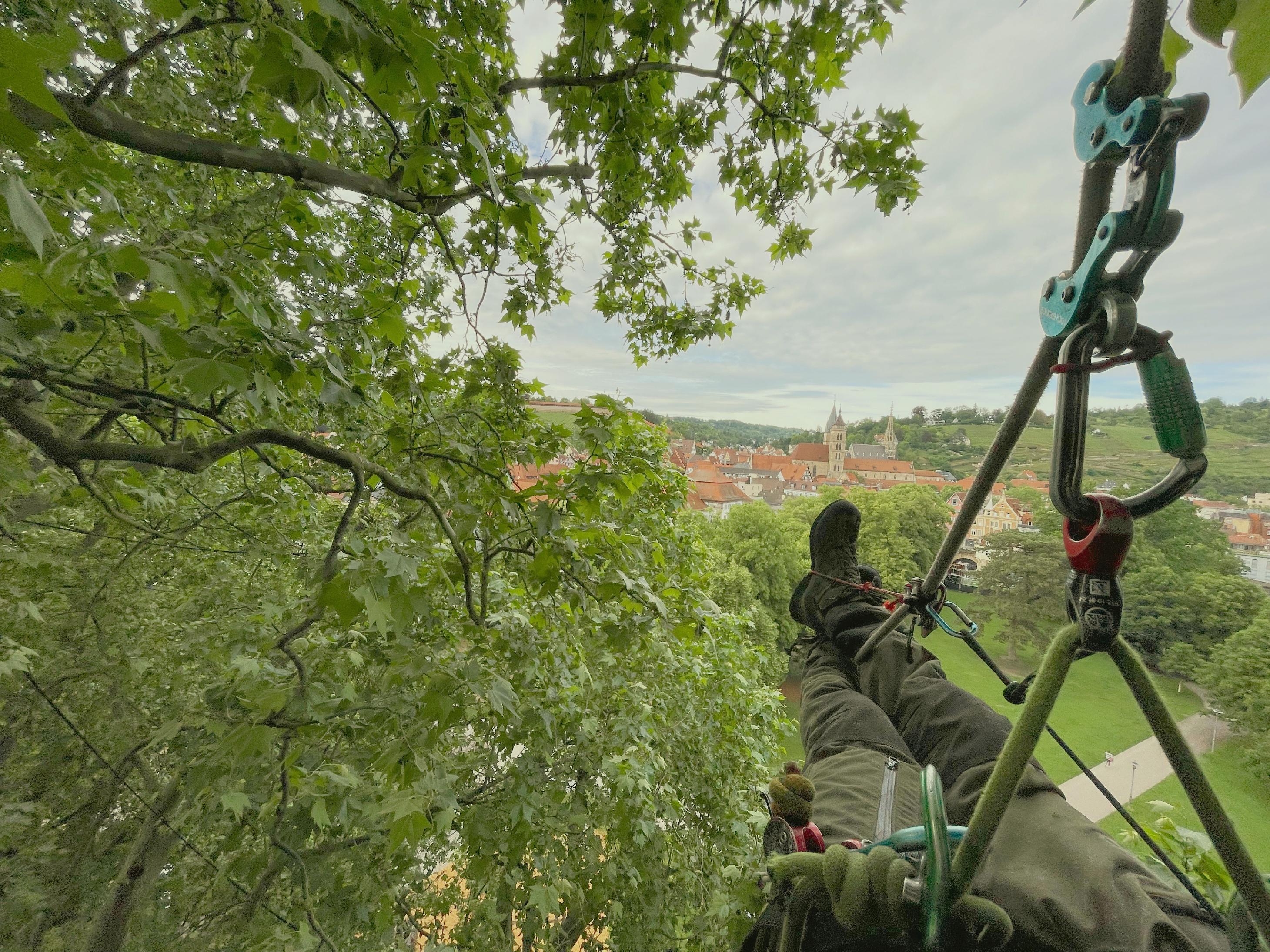 Titelbild Baumkletterer